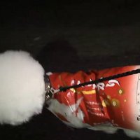 白い頭がお米みたい！？