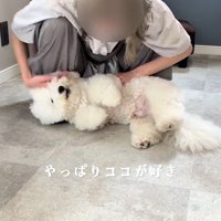 甘えん坊全開でゴロン♡