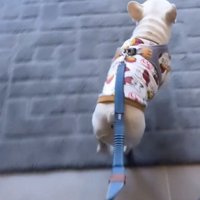 外に出ようとする犬