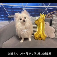 1歳の誕生日を迎えたこはくちゃん