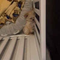 ブランちゃんの寝姿