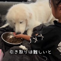 ご飯を食べる犬