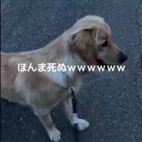 お散歩中のベイリーちゃんとパパ