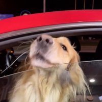 窓の隙間に顔をねじ込む犬