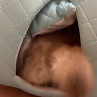 小さくてもパワフルです
