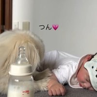 ツンツンするしっぽちゃん