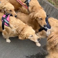 先輩犬に駆け寄るわんこたち
