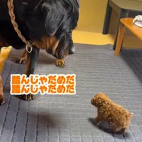 葛藤するあんこちゃん