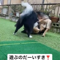 同居犬とも仲良しに