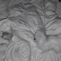 ぬいぐるみを抱いて眠る飼い主さん