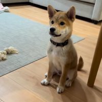 おすわりする柴犬