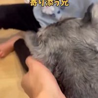 女の子に寄り添うこたろう君7