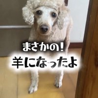 こちらを見つめる犬