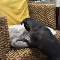 クッションを覗き込む犬