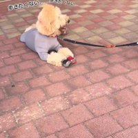 「もう歩きたくない！」
