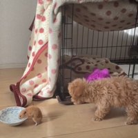 水を飲むハムスターと首を伸ばす犬2