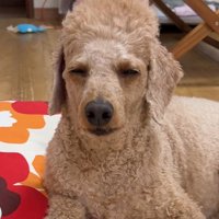 アップのラテくん