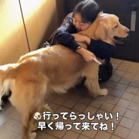 女の子に抱きしめられる犬