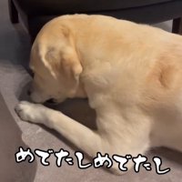 おもちゃを取ってほしそうなきぬちゃん⑩