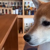 ダンボールを見つめる柴犬