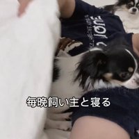 飼い主と一緒に布団に入る犬