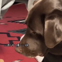 女性のお腹を見るラブラドール