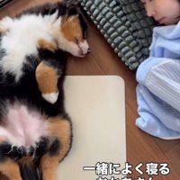 お母さんと一緒に寝る犬