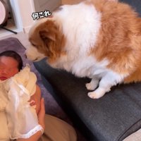「この子は誰？」