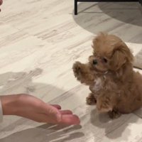 飼い主の手に前足を伸ばす子犬