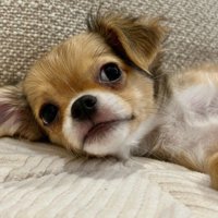 生後6ヶ月のこめ酢ちゃん