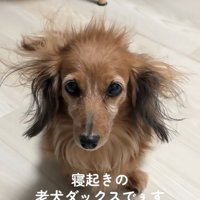 寝ぐせがひどいティナちゃん1
