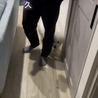 パパの横を歩く犬