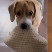 「今日はこれなんだけど…」