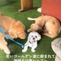 大型犬に囲まれたしろ君3