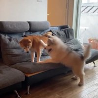 ララちゃんをつつくロイくん