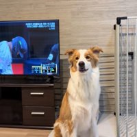 テレビの横に立つ中型犬