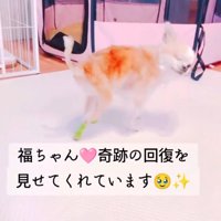 後ろ足を使ってゆっくりと歩く犬