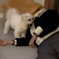 腕の力が抜けた飼い主を見つめる犬