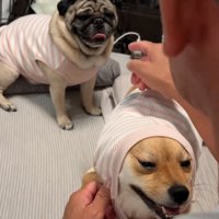 とんちゃんを指差す