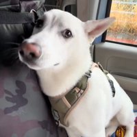 ワイパーの方に顔を向ける犬