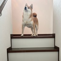 美貌