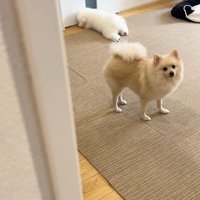お兄ちゃんが帰宅時のエマくん＆ハルくん3