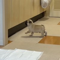 ぬいぐるみのようなゴンちゃん