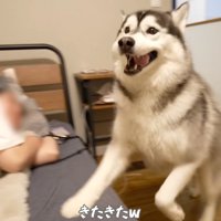 ベッドに飛び乗る黒いハスキー犬