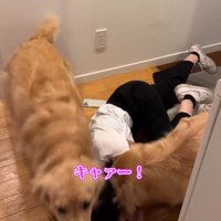 馬乗りになる犬たち