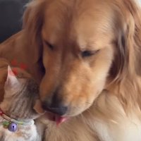 優しくペロペロ♡