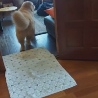 家族のアイドルみたいなテンちゃんでした♡