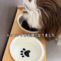 ご飯を食べないパンちゃん5