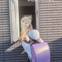 秋田犬のお見送りとお出迎え6