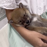 女の子に抱っこされる犬